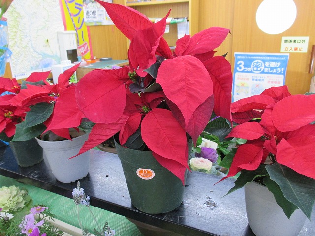 クリスマスの花といえば ポインセチア 道の駅とみざわ